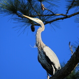 Entry image for Heron on high
