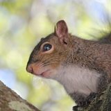 Entry image for scrappy squirrel