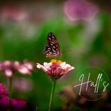 Entry image for Zinnia Fields