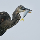 Entry image for Gone Fishing