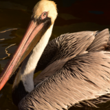 Entry image for Pelicanus occidentalis 