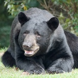 Entry image for The Florida Black Bear 