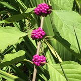 Entry image for Berry  delightful