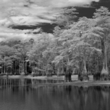Entry image for Cypress lake