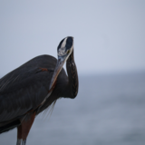 Entry image for Is that Fred?