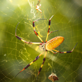 Entry image for Spiders on the Trails