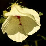 Entry image for Mysterious Flower