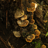 Entry image for Is That a Turkey Tail Mushroom?