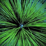 Entry image for Inside the Longleaf Pine