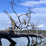 Entry image for Repose