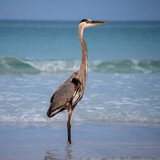 Entry image for Grayton Heron