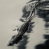 Entry image for Baby Gator