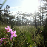 Entry image for Flatwoods sunrise 