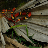 Entry image for Scarlet King Snake 