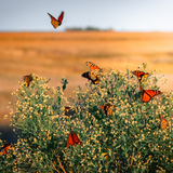 Entry image for Monarchs at St. Marks