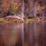 Entry image for Cormorant in Color