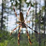 Entry image for Jorōgumo