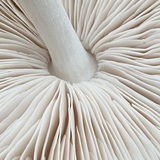 Entry image for Between the Lines of a Deer Mushroom 