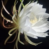 Entry image for The Silent Moon's Sweet Whisper