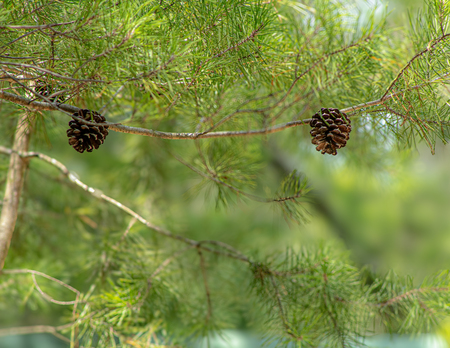 Entry image for Nature’s Quiet Ornament. Clicking this image will show a larger photo