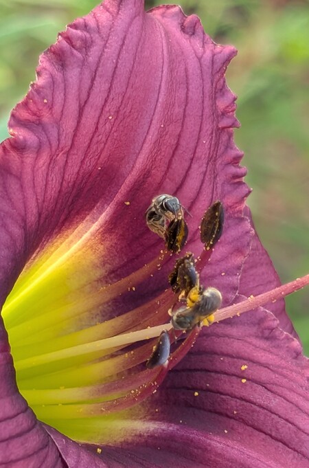 Entry image for All about the Bees. Clicking this image will show a larger photo