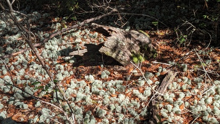 Entry image for Deer Moss. Clicking this image will show a larger photo