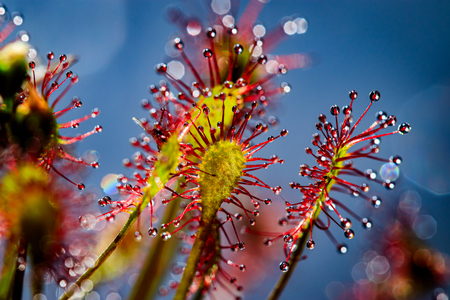 Entry image for Deadly Tendrils. Clicking this image will show a larger photo