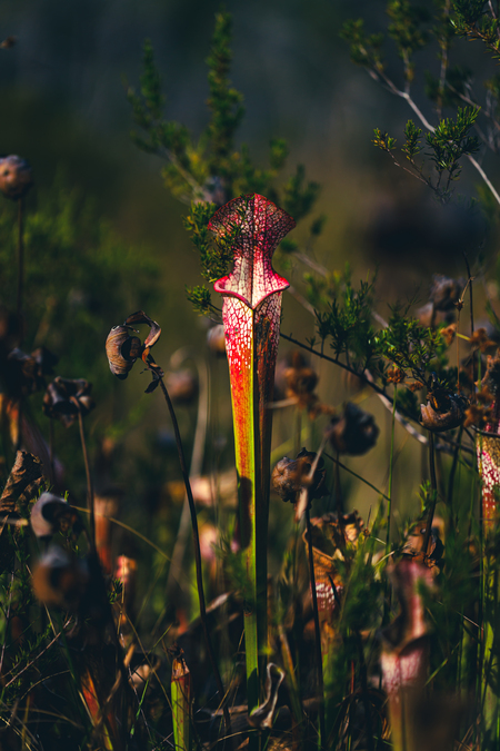 Entry image for Lonely Whitetop. Clicking this image will show a larger photo