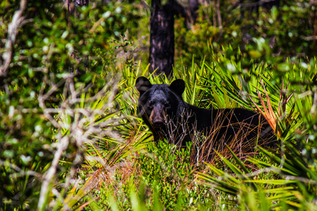 Entry image for Nokuse. Clicking this image will show a larger photo