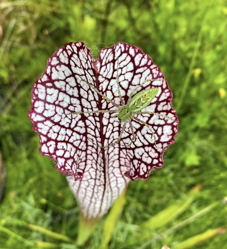 Entry image for Sneaky Lynx. Clicking this image will show a larger photo