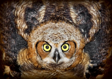 Entry image for Great Horned Owlet. Clicking this image will show a larger photo