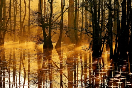 Entry image for Cypress Swamp Sunrise. Clicking this image will show a larger photo