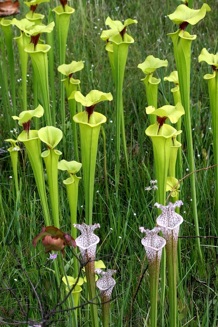 Entry image for Bug Beware! Pitcher Plant Bog. Clicking this image will show a larger photo