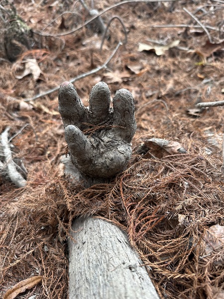 Entry image for The Cypress Hand. Clicking this image will show a larger photo