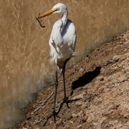 Entry image for White Egret Snack Time. Clicking this image will show a larger photo