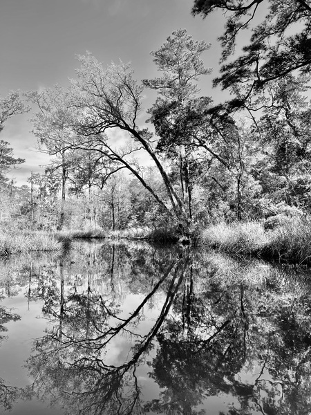 Entry image for Quiet Morning . Clicking this image will show a larger photo