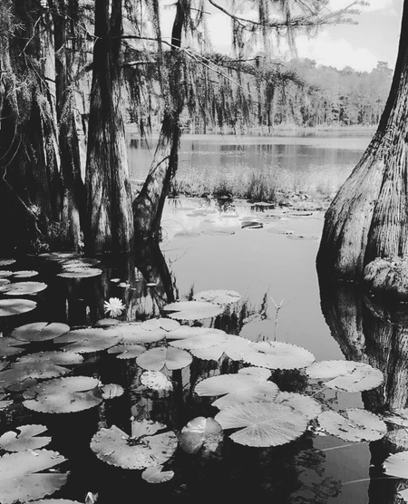 Entry image for Cypress Pause. Clicking this image will show a larger photo