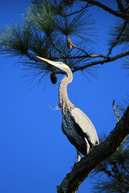 Entry image for Heron on high. Clicking this image will show a larger photo