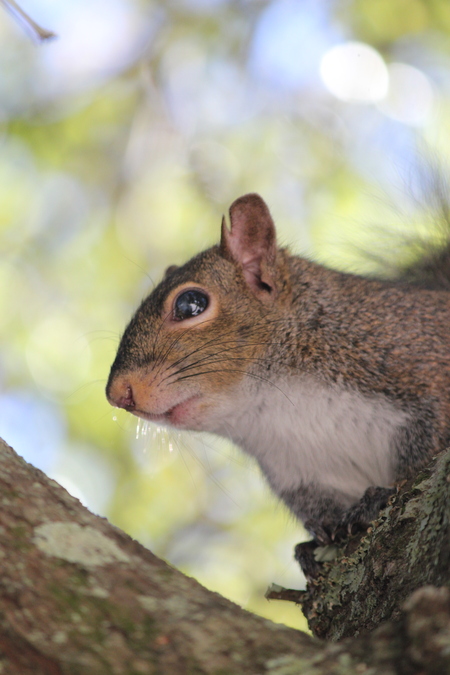 Entry image for scrappy squirrel. Clicking this image will show a larger photo