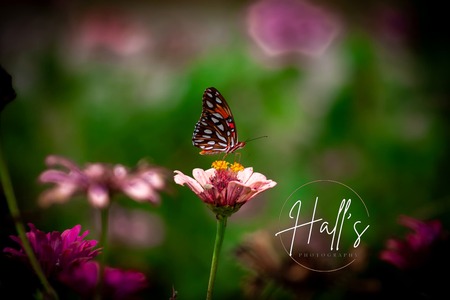 Entry image for Zinnia Fields. Clicking this image will show a larger photo