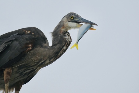 Entry image for Gone Fishing. Clicking this image will show a larger photo