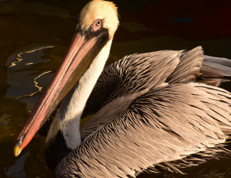 Entry image for Pelicanus occidentalis . Clicking this image will show a larger photo