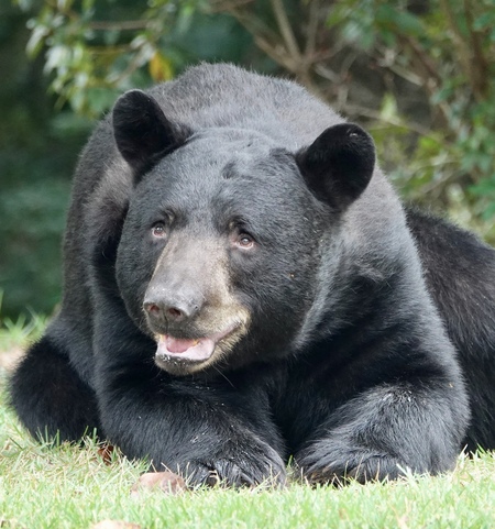 Entry image for The Florida Black Bear . Clicking this image will show a larger photo