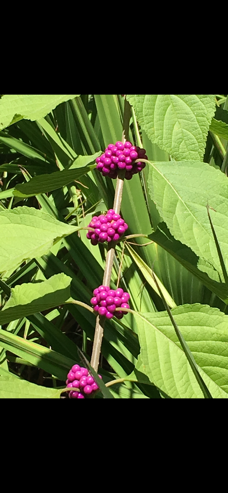 Entry image for Berry  delightful. Clicking this image will show a larger photo