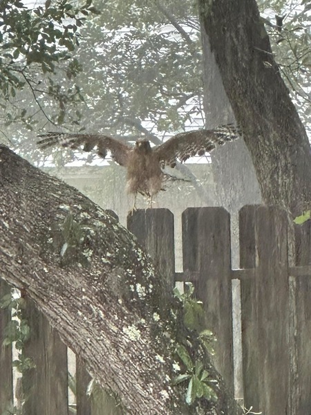 Entry image for Bird Bath. Clicking this image will show a larger photo