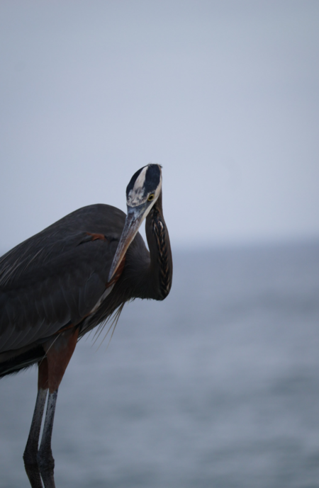 Entry image for Is that Fred?. Clicking this image will show a larger photo