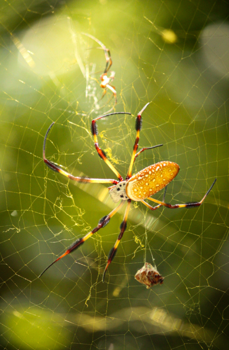 Entry image for Spiders on the Trails. Clicking this image will show a larger photo