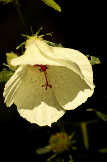 Entry image for Mysterious Flower. Clicking this image will show a larger photo