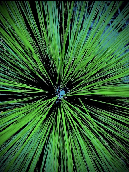 Entry image for Inside the Longleaf Pine. Clicking this image will show a larger photo