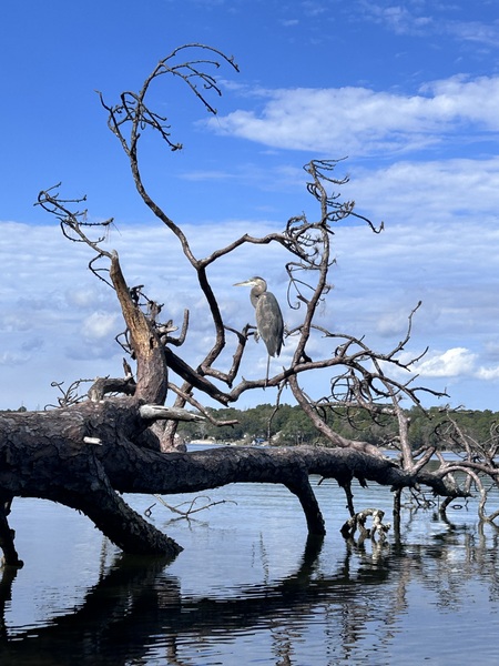 Entry image for Repose. Clicking this image will show a larger photo